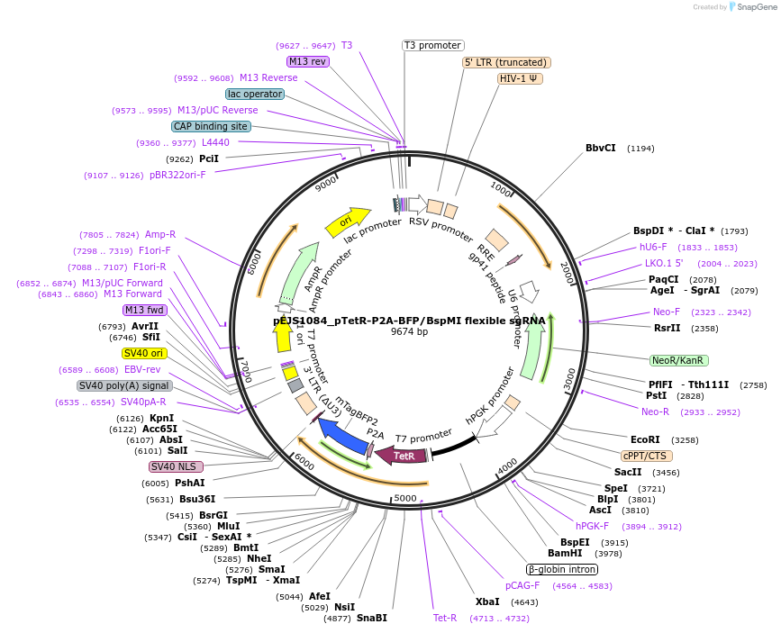 117687-plasmid-map-sequence-id-228342