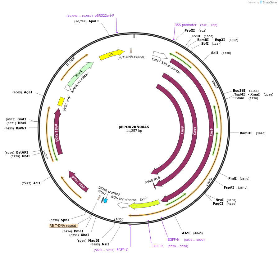 117612-plasmid-map-sequence-id-228343
