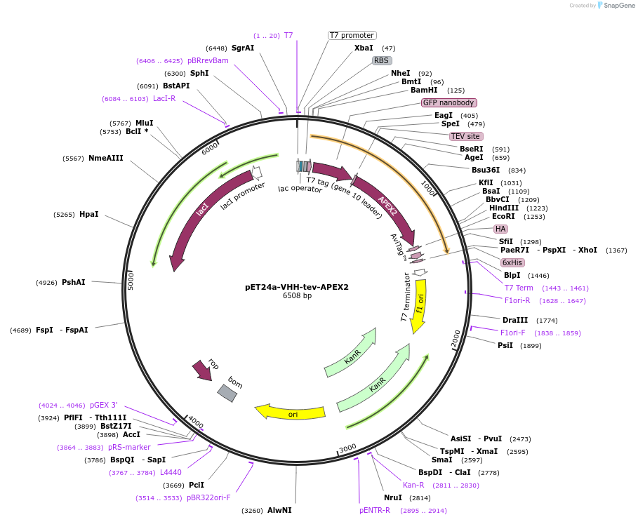 117751-plasmid-map-sequence-id-228349