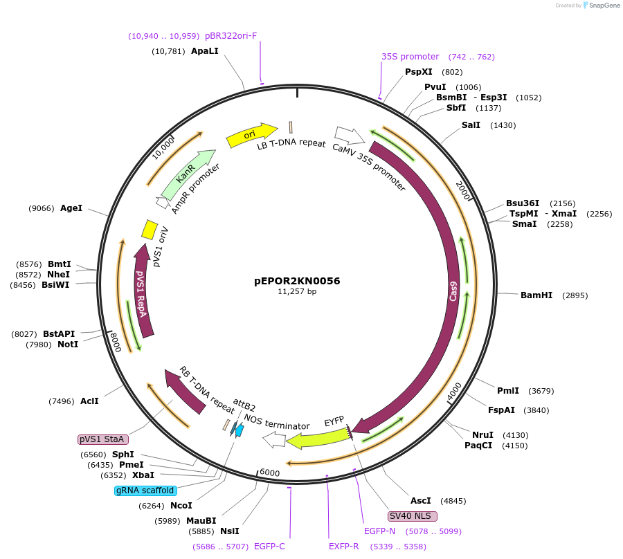 117623-plasmid-map-sequence-id-228363