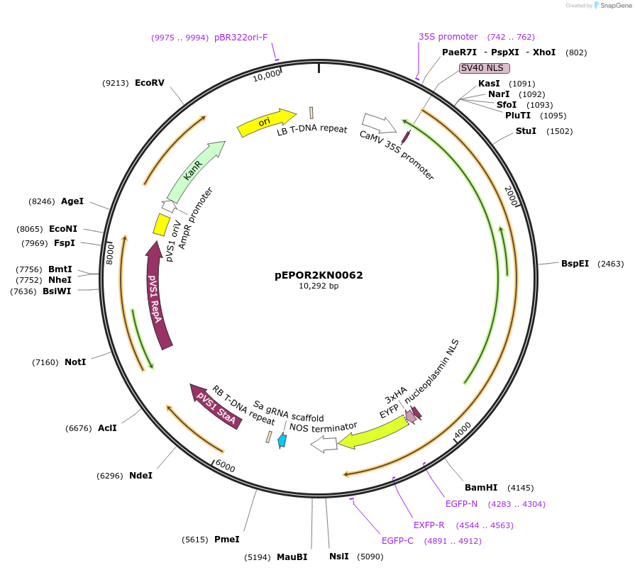 117629-plasmid-map-sequence-id-228373