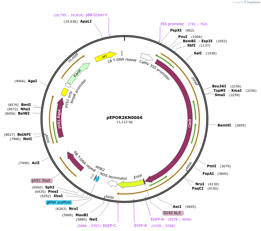 117633-plasmid-map-sequence-id-228381