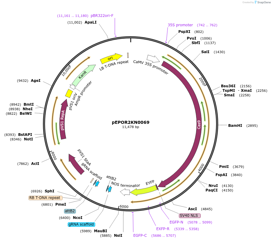 117636-plasmid-map-sequence-id-228384