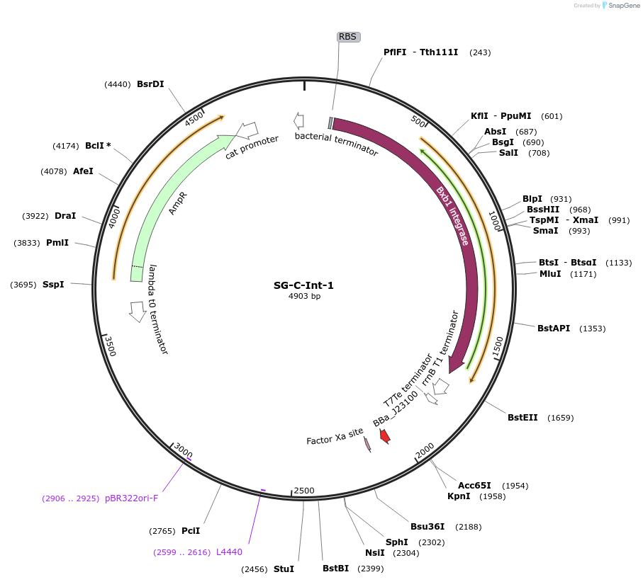 117030-plasmid-map-sequence-id-228391