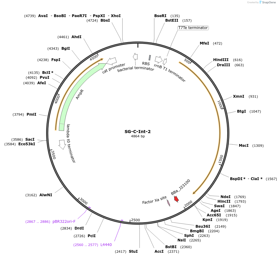 117031-plasmid-map-sequence-id-228393