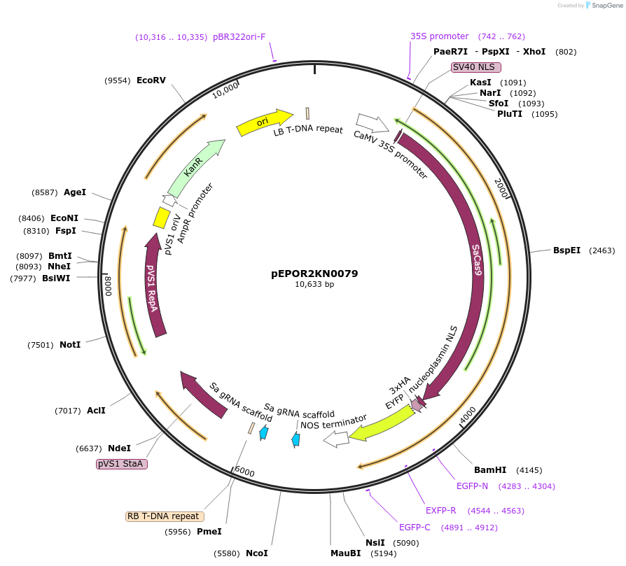 117646-plasmid-map-sequence-id-228398