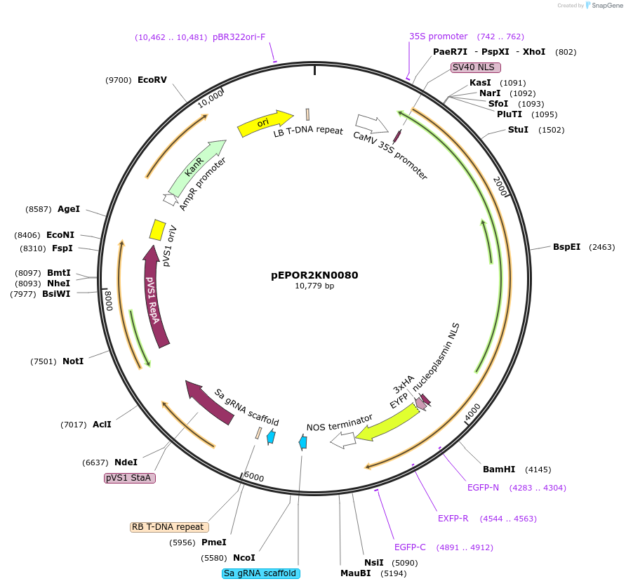 117647-plasmid-map-sequence-id-228399