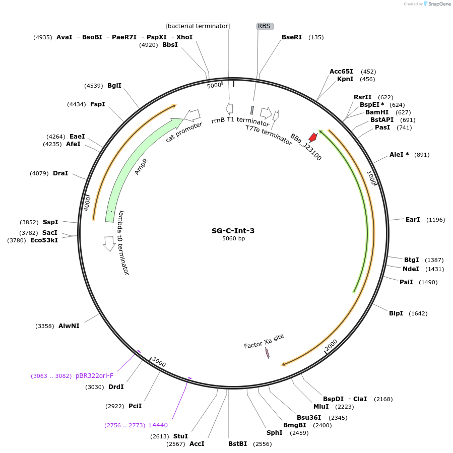 117032-plasmid-map-sequence-id-228412