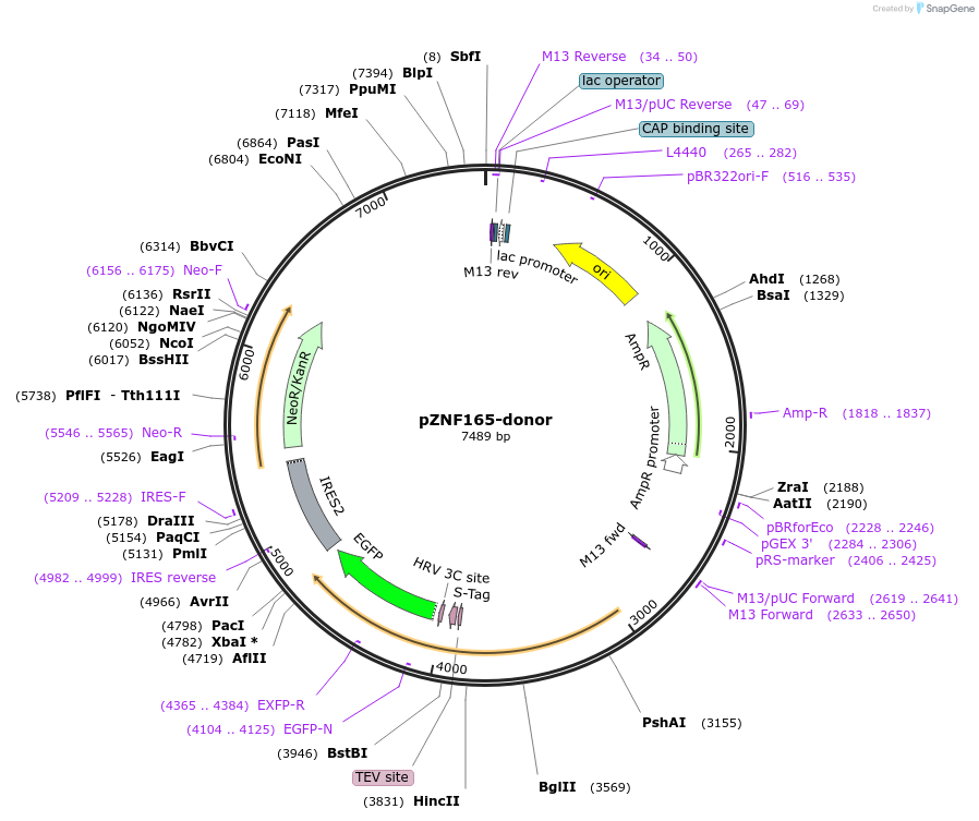 112302-plasmid-map-sequence-id-228414