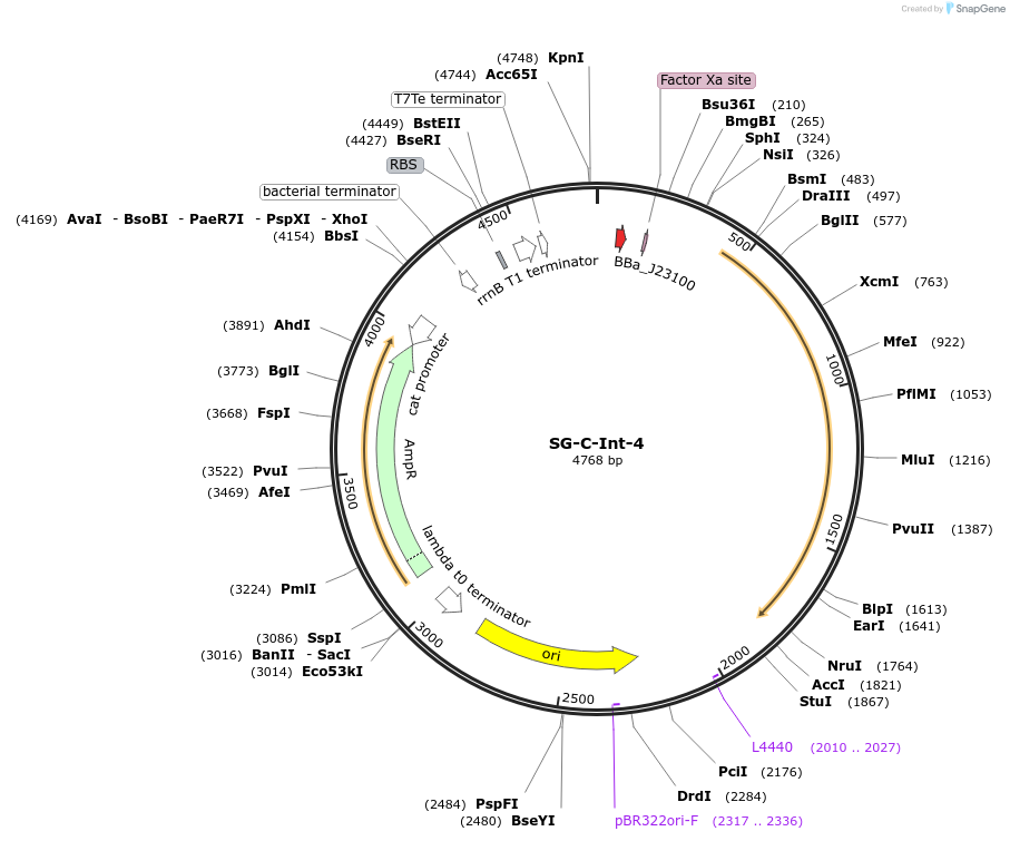 117033-plasmid-map-sequence-id-228420