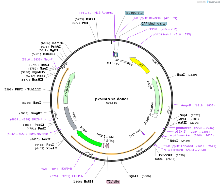 112304-plasmid-map-sequence-id-228421