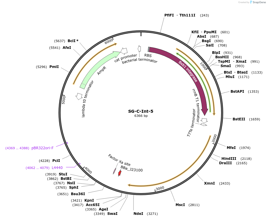 117034-plasmid-map-sequence-id-228423
