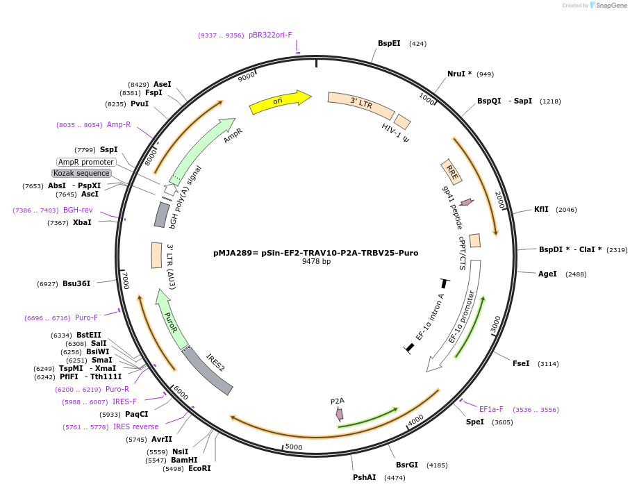 116876-plasmid-map-sequence-id-228424