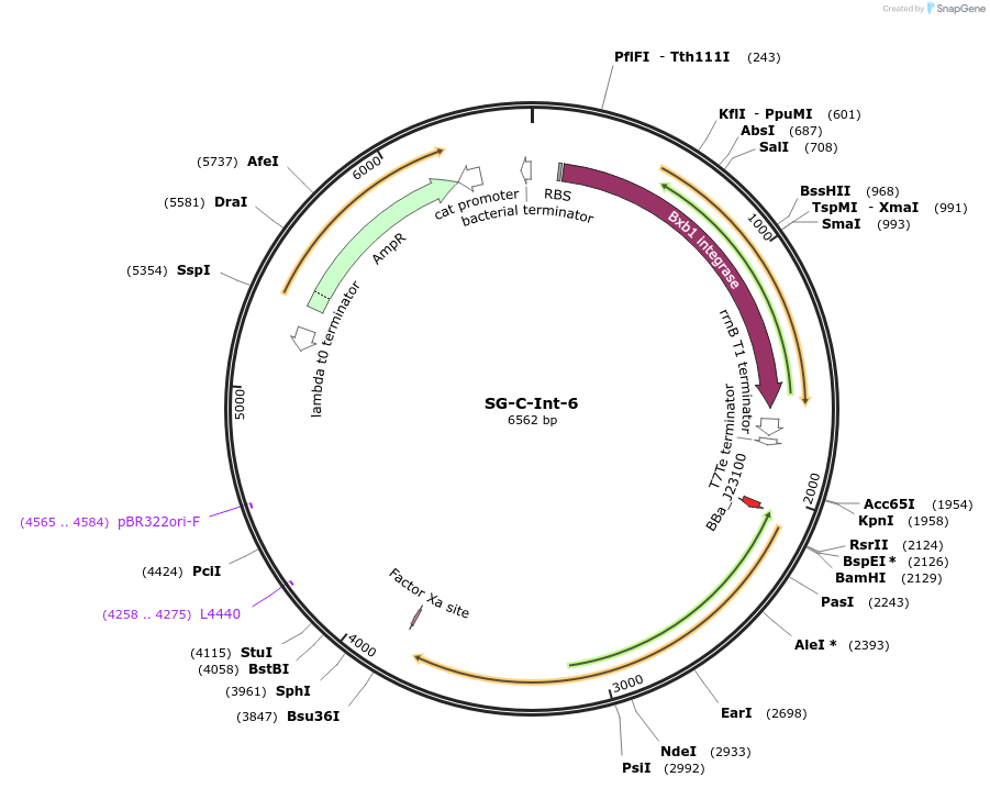 117035-plasmid-map-sequence-id-228425