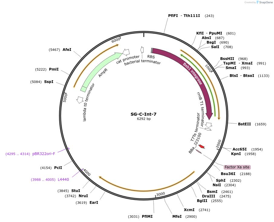 117036-plasmid-map-sequence-id-228427
