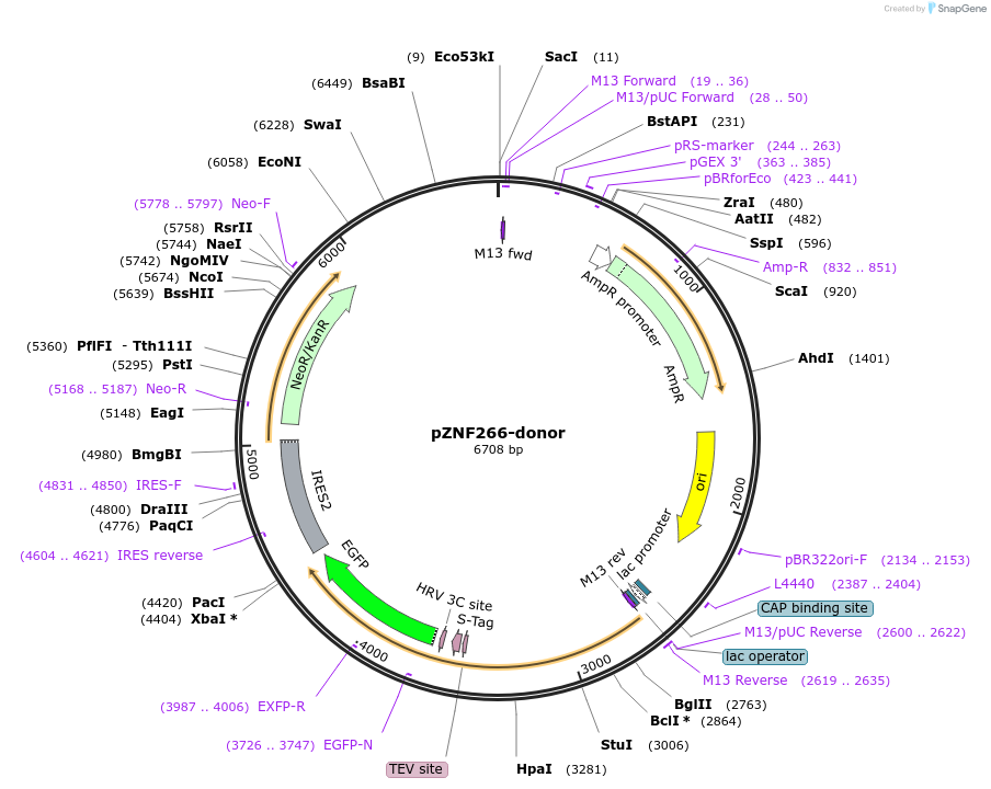 112306-plasmid-map-sequence-id-228458