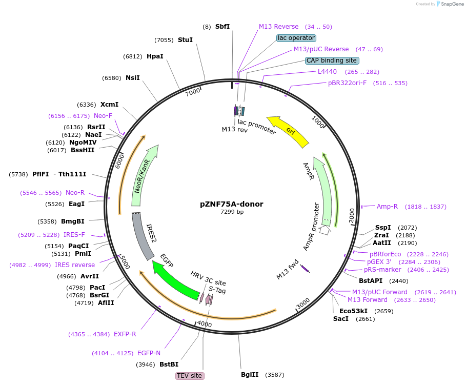 112307-plasmid-map-sequence-id-228460