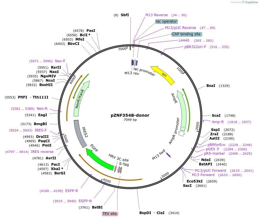 112309-plasmid-map-sequence-id-228461