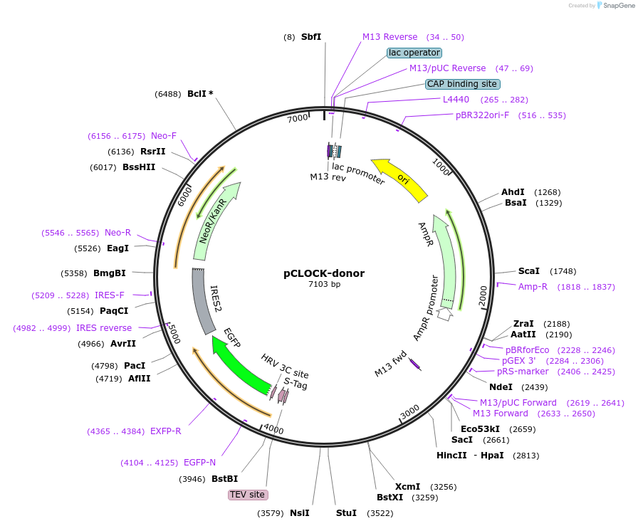 112310-plasmid-map-sequence-id-228462