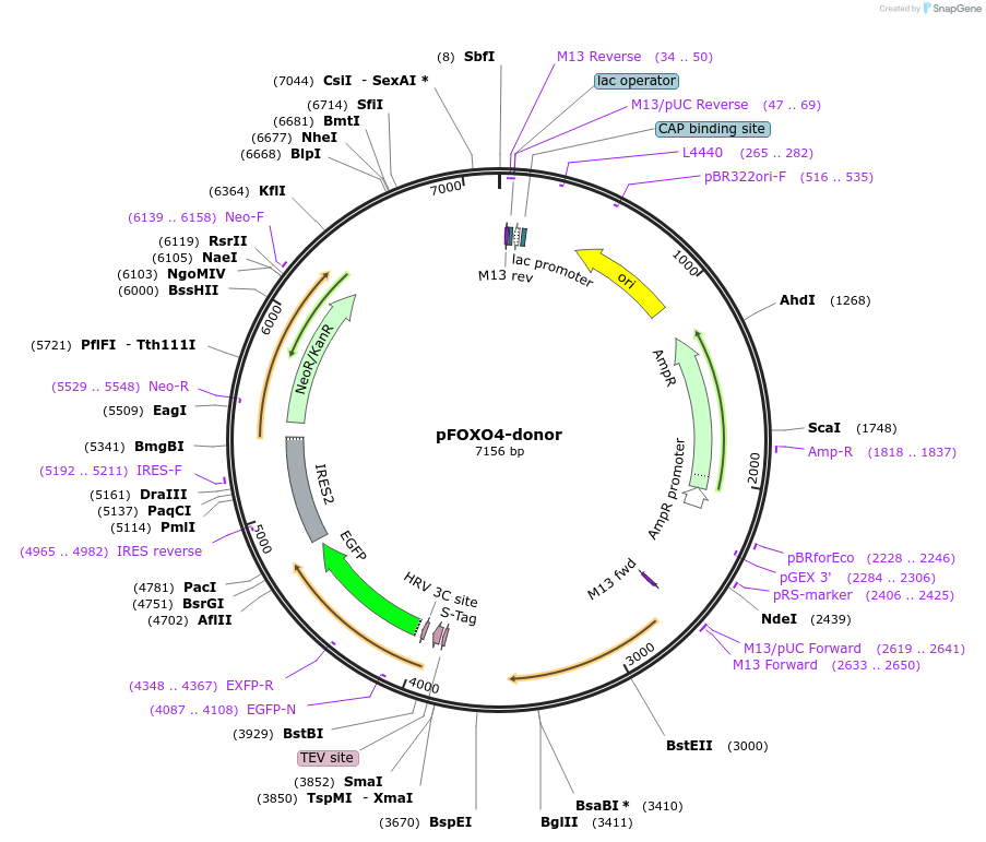 112312-plasmid-map-sequence-id-228464