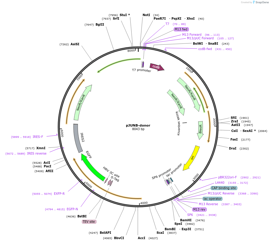 112313-plasmid-map-sequence-id-228468