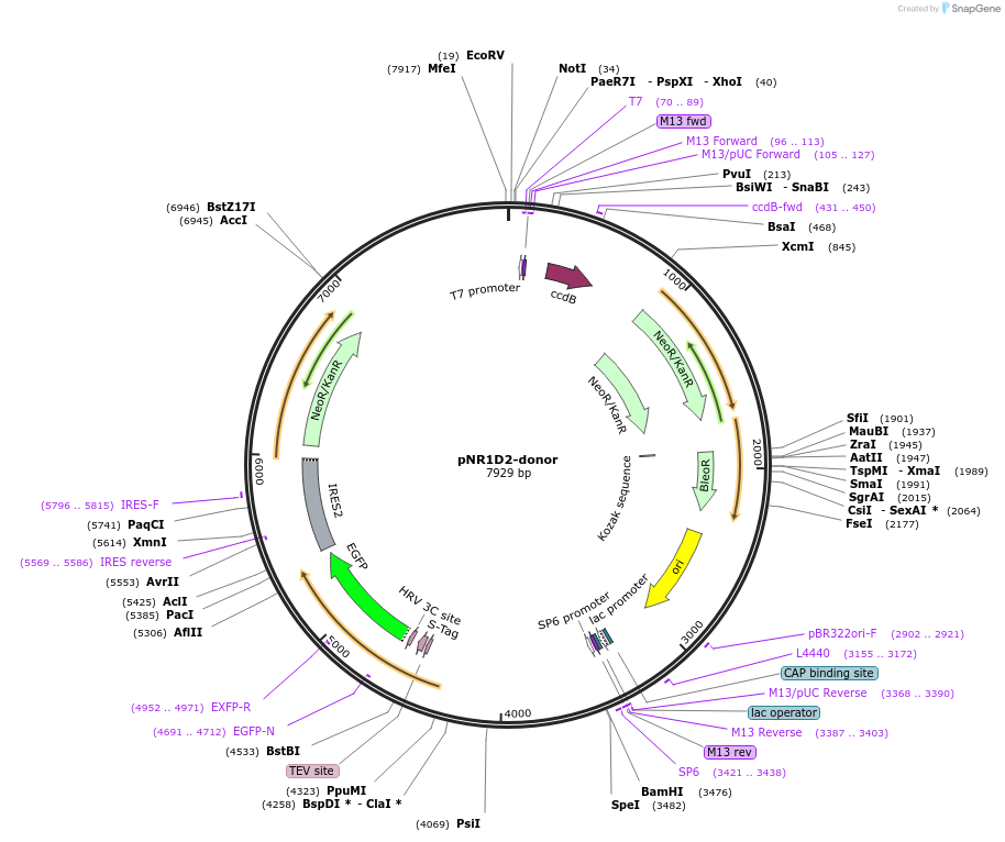 112314-plasmid-map-sequence-id-228473
