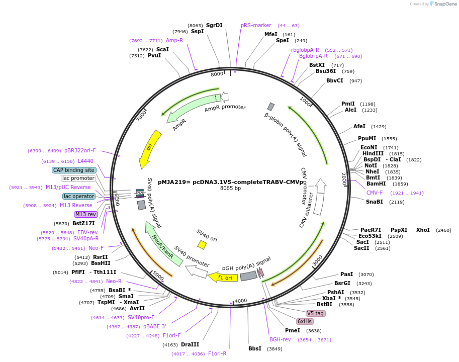 116878-plasmid-map-sequence-id-228474