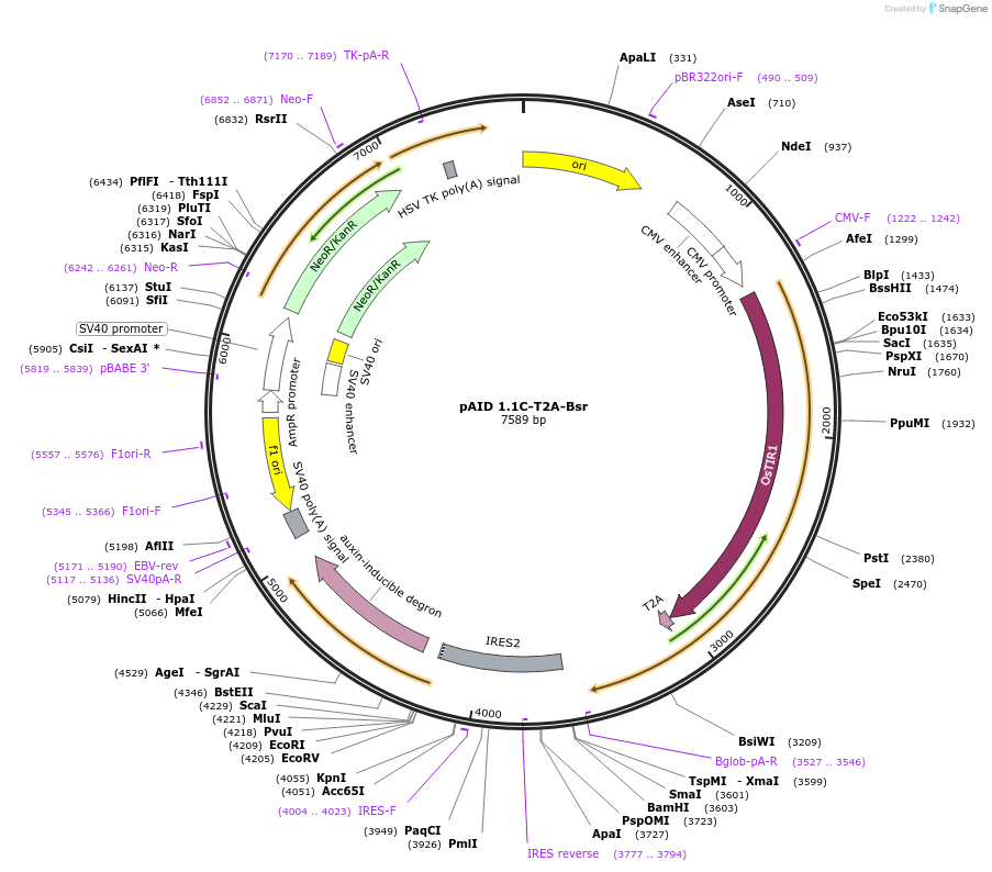 105986-plasmid-map-sequence-id-228475