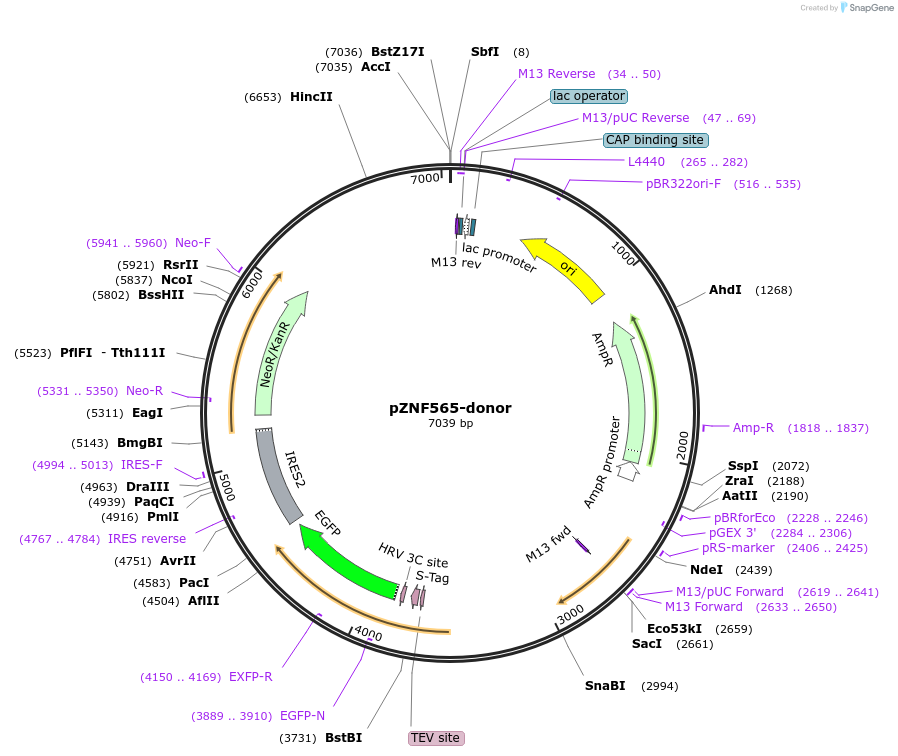 112315-plasmid-map-sequence-id-228476