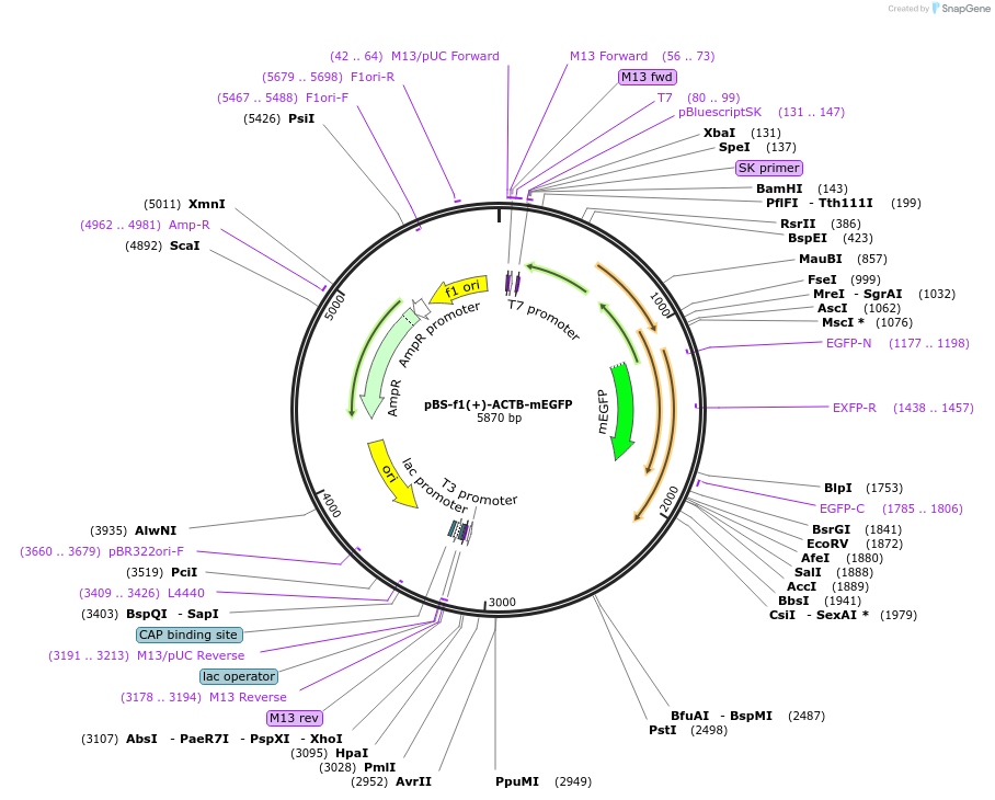 115909-plasmid-map-sequence-id-228477