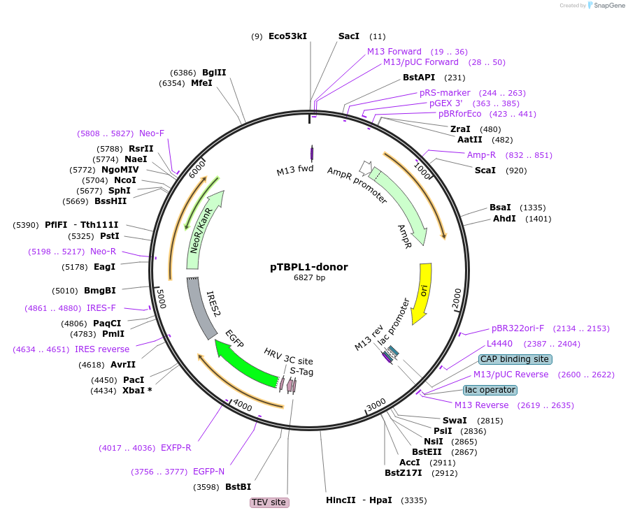 112316-plasmid-map-sequence-id-228480