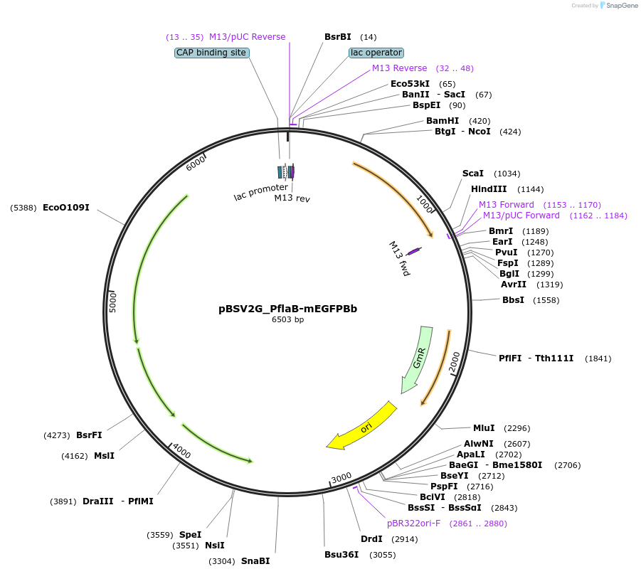 118234-plasmid-map-sequence-id-228484