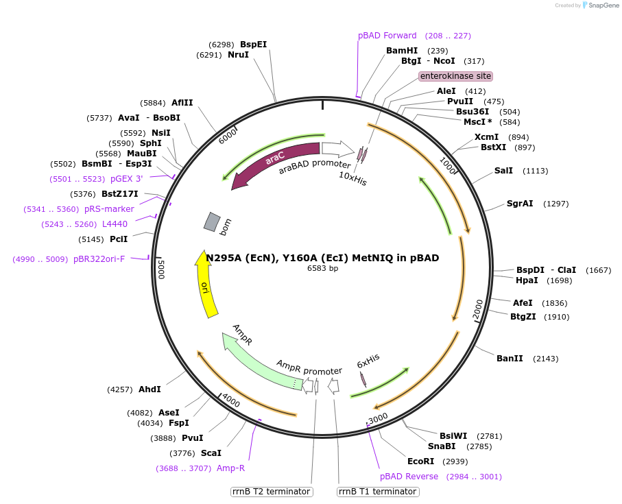 118260-plasmid-map-sequence-id-228496