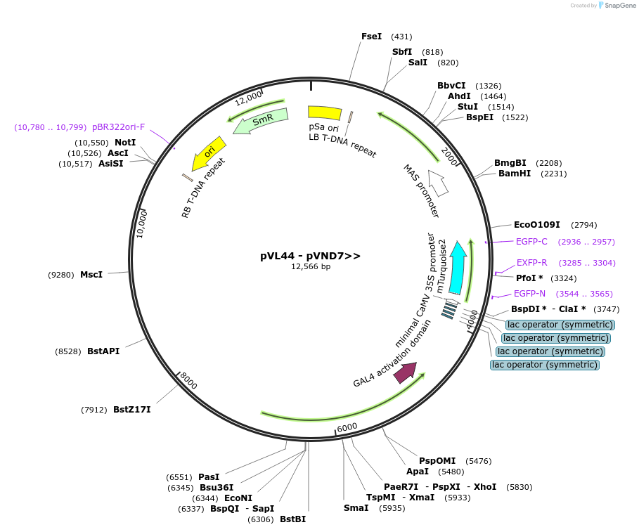 116010-plasmid-map-sequence-id-228503