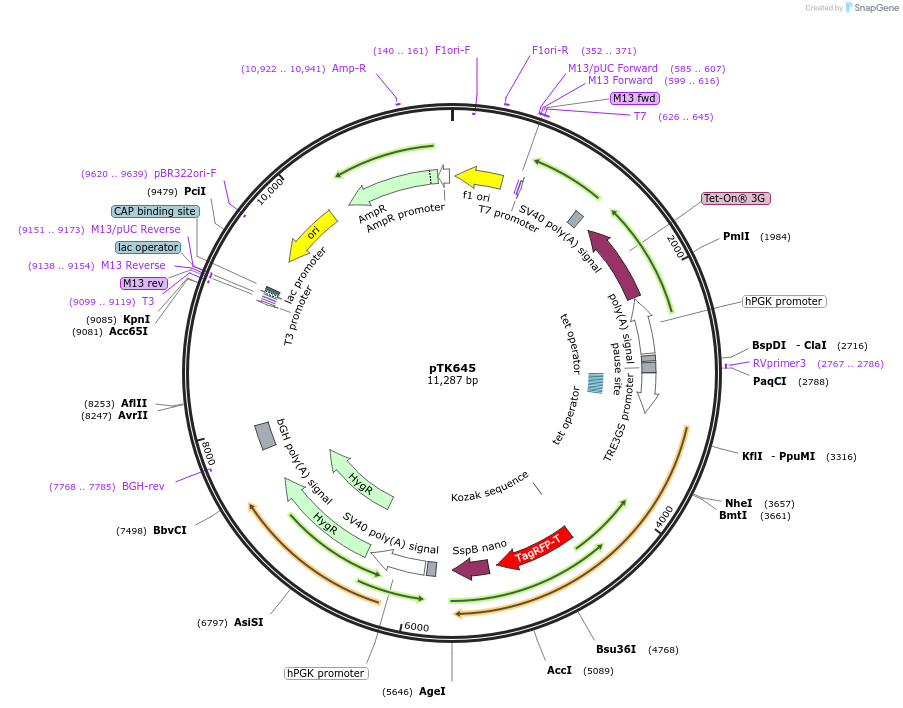 114711-plasmid-map-sequence-id-228505