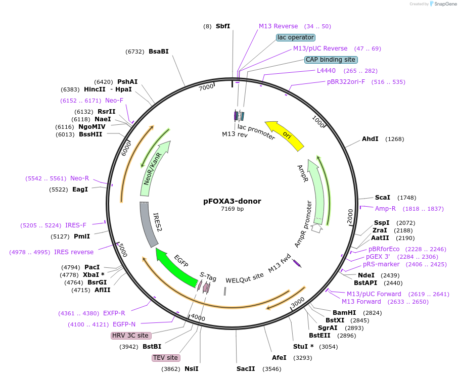 112321-plasmid-map-sequence-id-228532