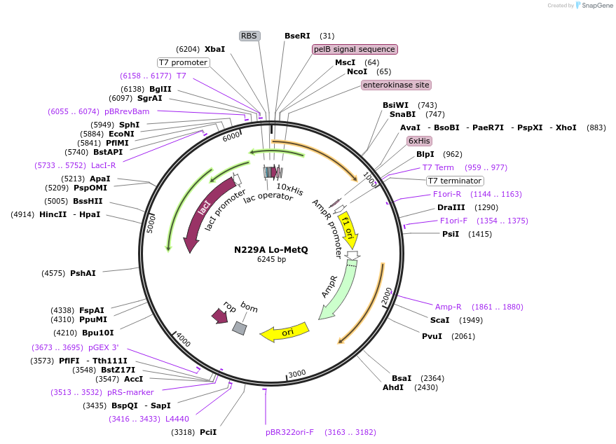 118268-plasmid-map-sequence-id-228534