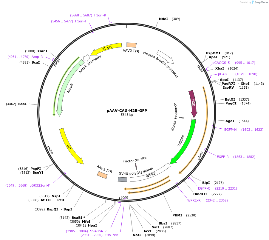 116869-plasmid-map-sequence-id-228537