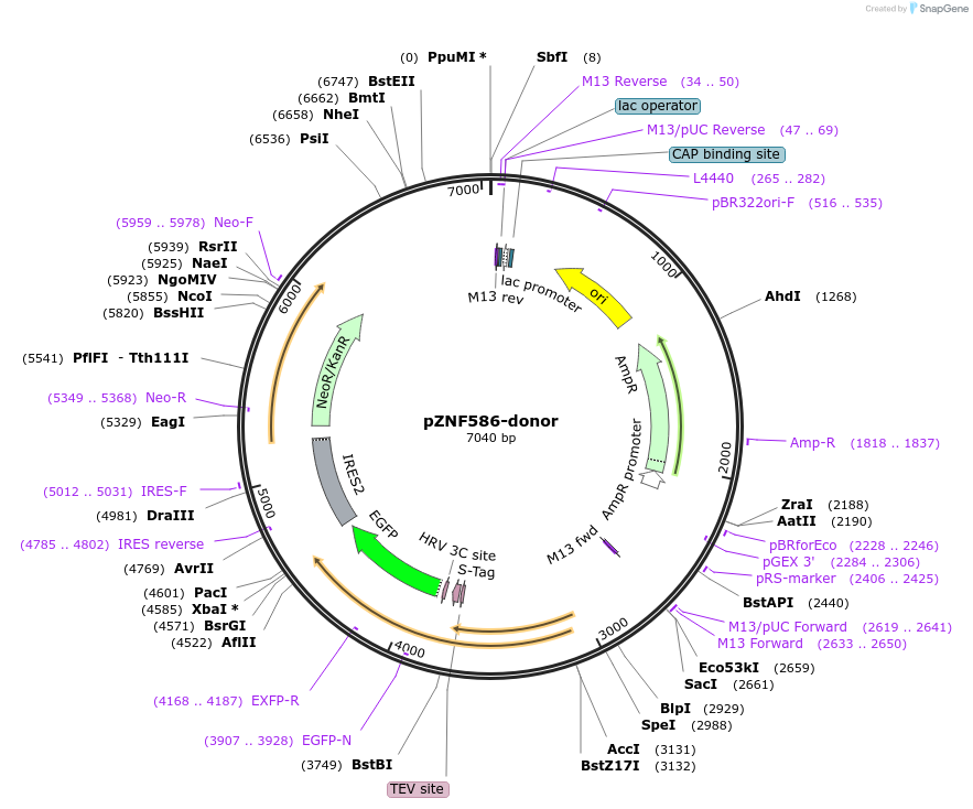 112324-plasmid-map-sequence-id-228538
