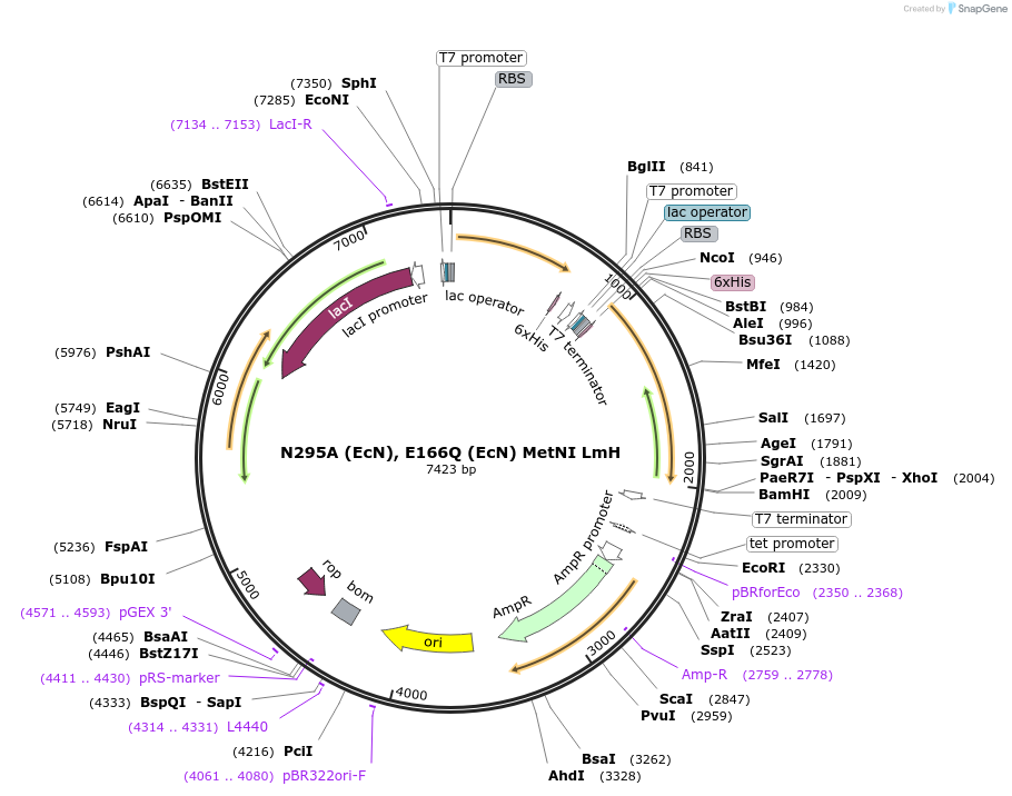 118269-plasmid-map-sequence-id-228542