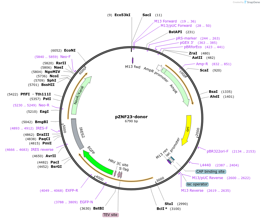 112325-plasmid-map-sequence-id-228545