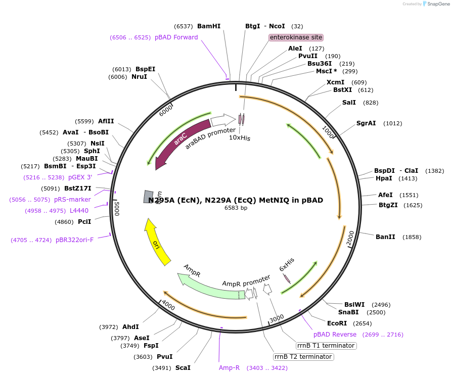 118581-plasmid-map-sequence-id-228549