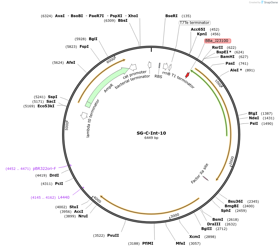117039-plasmid-map-sequence-id-228555