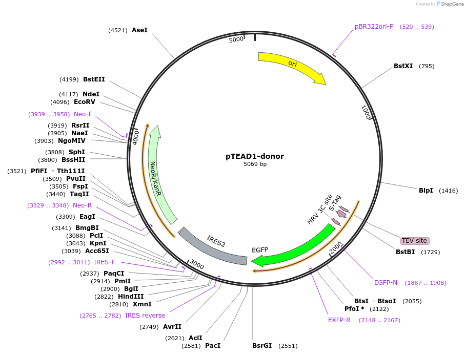 112329-plasmid-map-sequence-id-228556
