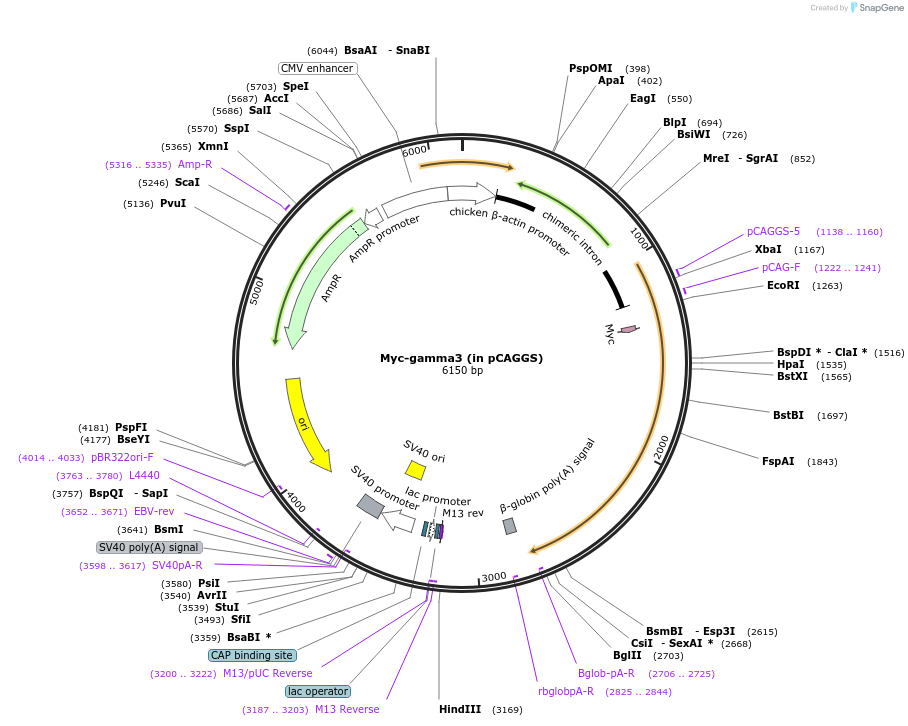 118042-plasmid-map-sequence-id-228557