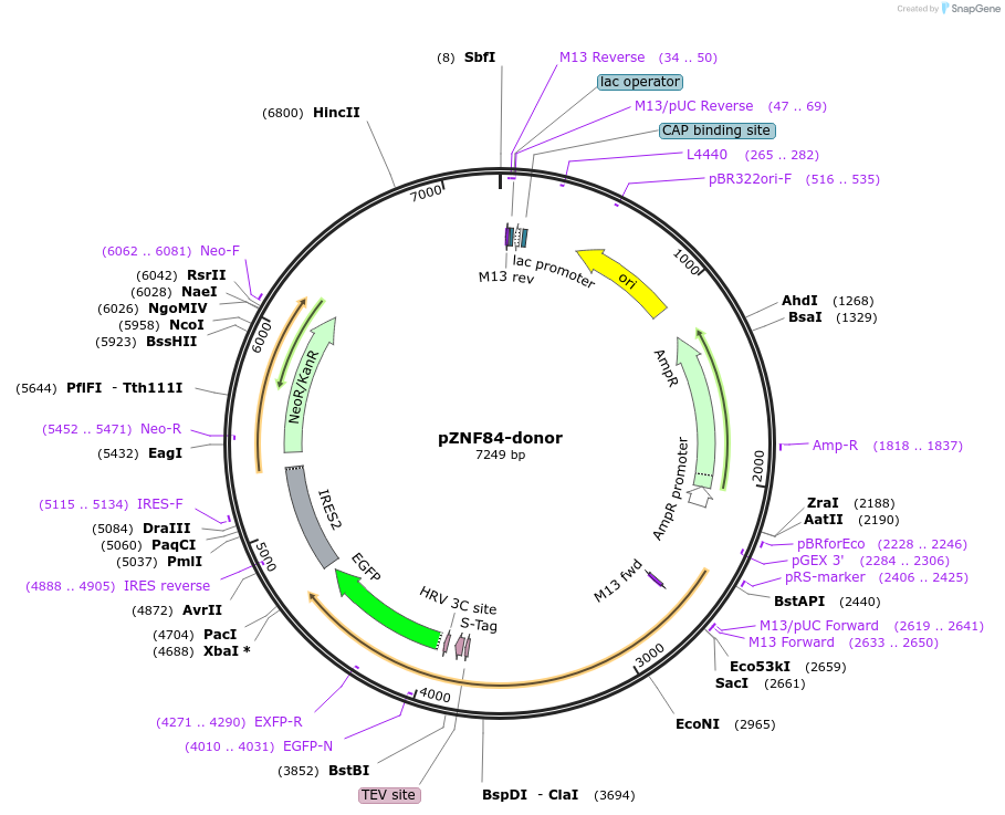 112330-plasmid-map-sequence-id-228558