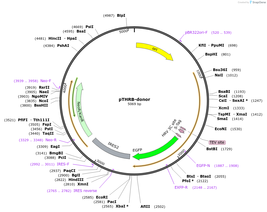 112333-plasmid-map-sequence-id-228563
