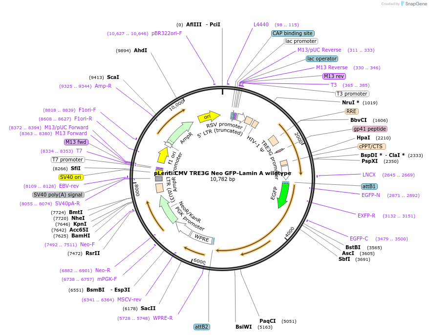 118709-plasmid-map-sequence-id-228565