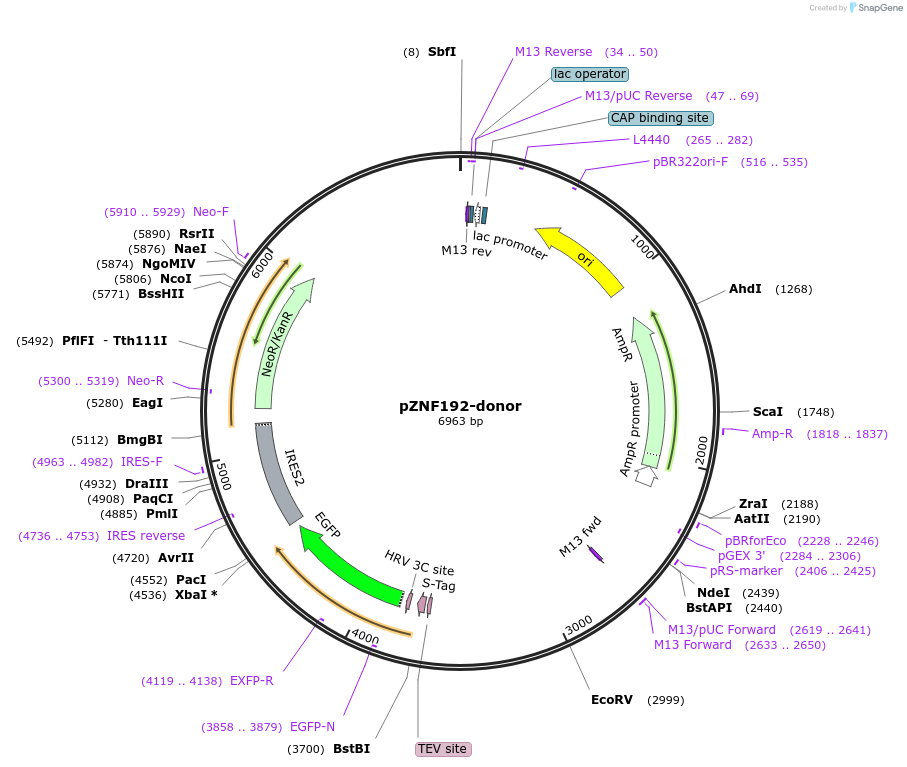 112334-plasmid-map-sequence-id-228568