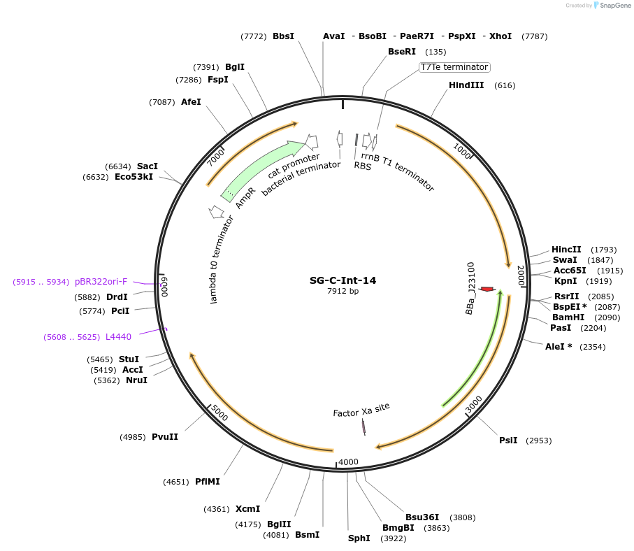 117043-plasmid-map-sequence-id-228577